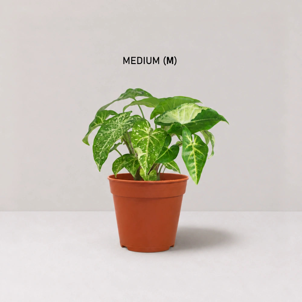 Syngonium Panda Galaxy (Fully Variegated)