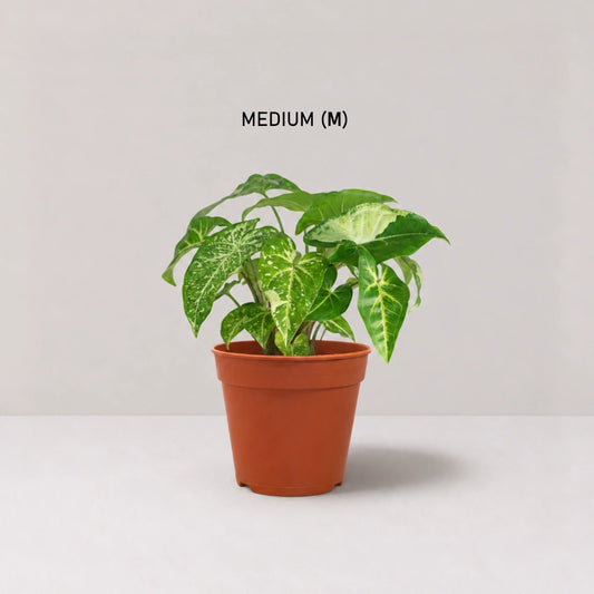 Syngonium Panda Galaxy (Fully Variegated)