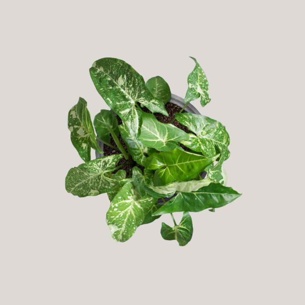 Syngonium Panda Galaxy (Fully Variegated)