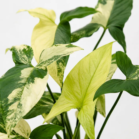 Syngonium Aurea