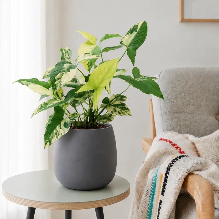 Syngonium Aurea