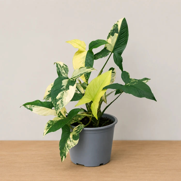 Syngonium Aurea