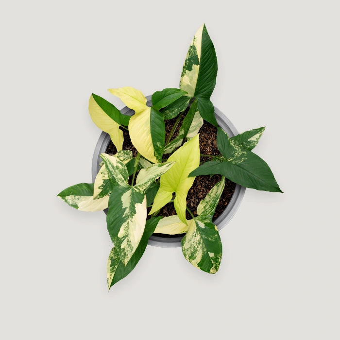 Syngonium Aurea