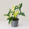 Syngonium Aurea