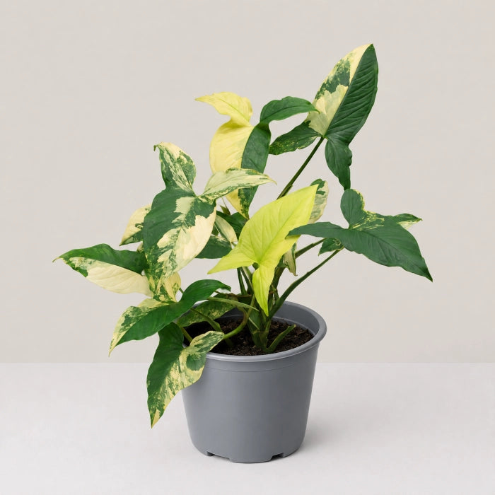 Syngonium Aurea