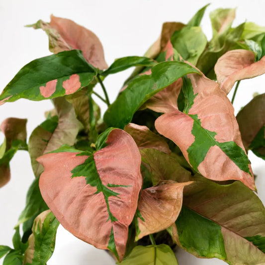 Syngonium Pink Lava