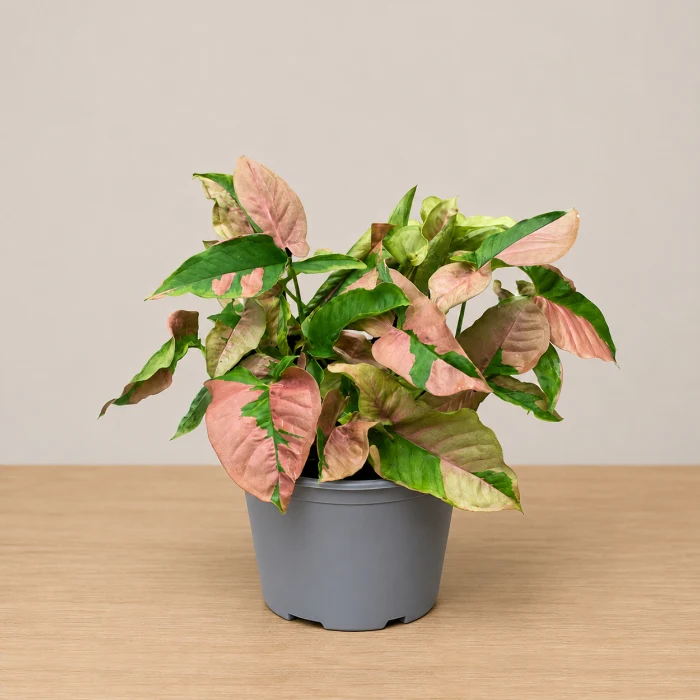 Syngonium Pink Lava