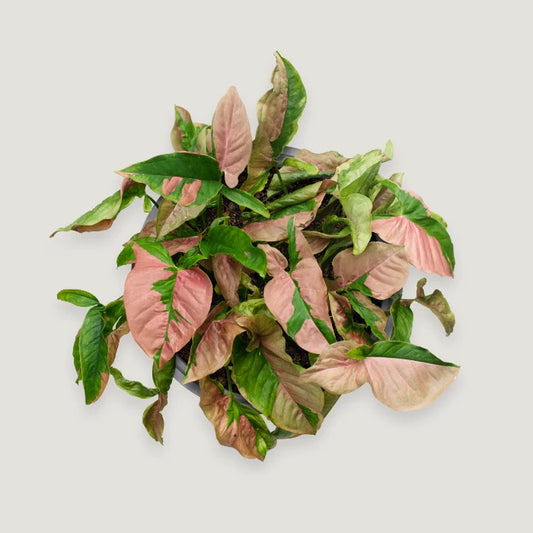 Syngonium Pink Lava