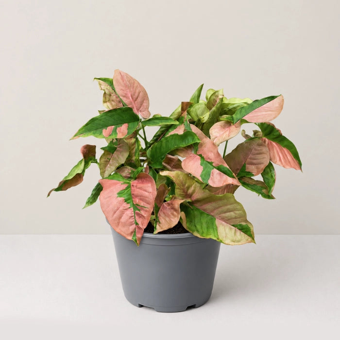 Syngonium Pink Lava