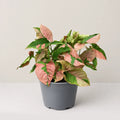Syngonium Pink Lava