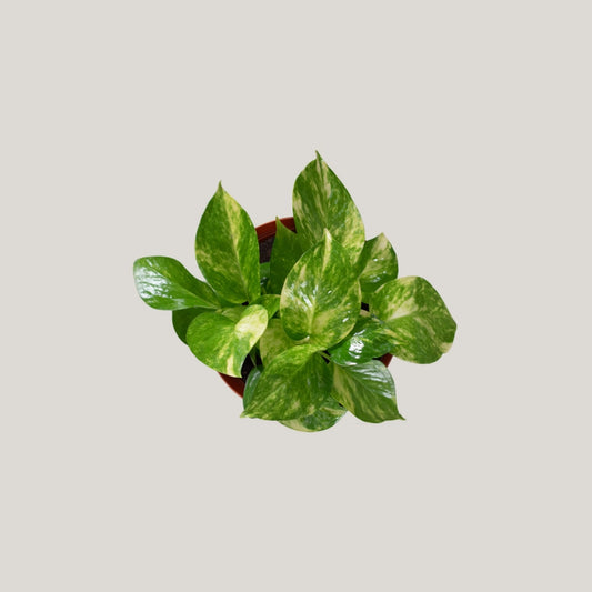 Epipremnum aureum (Golden Pothos)