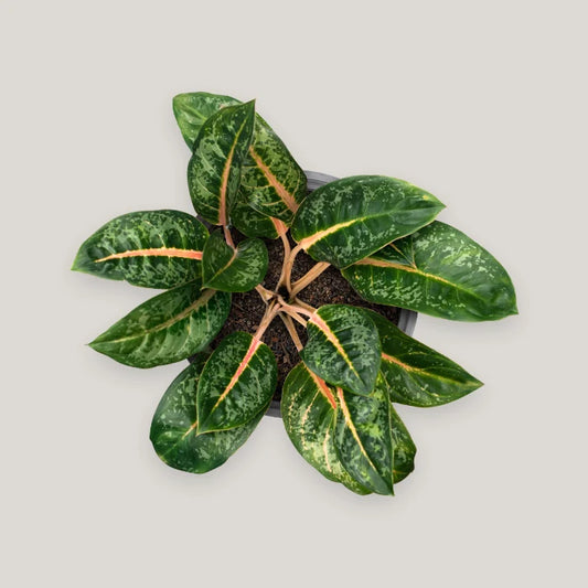 Aglaonema Indian Qeen