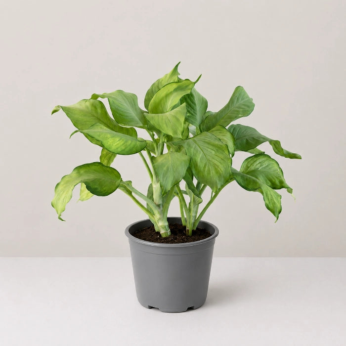 Dieffenbachia Lime Glow