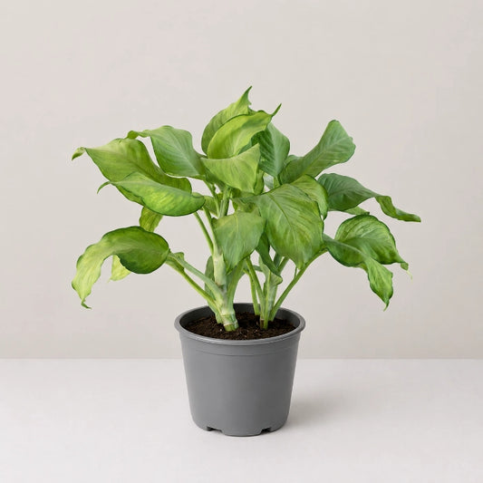 Dieffenbachia Lime Glow