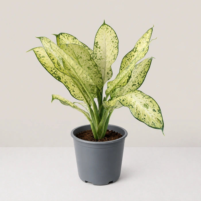 Dieffenbachia Sarah