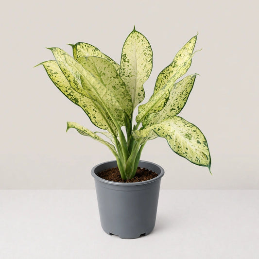 Dieffenbachia Sarah