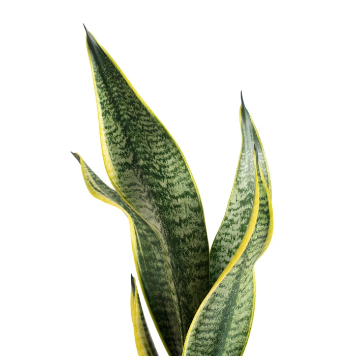 Sansevieria Golden Flame