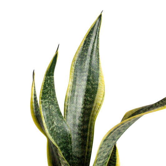 Sansevieria Golden Flame