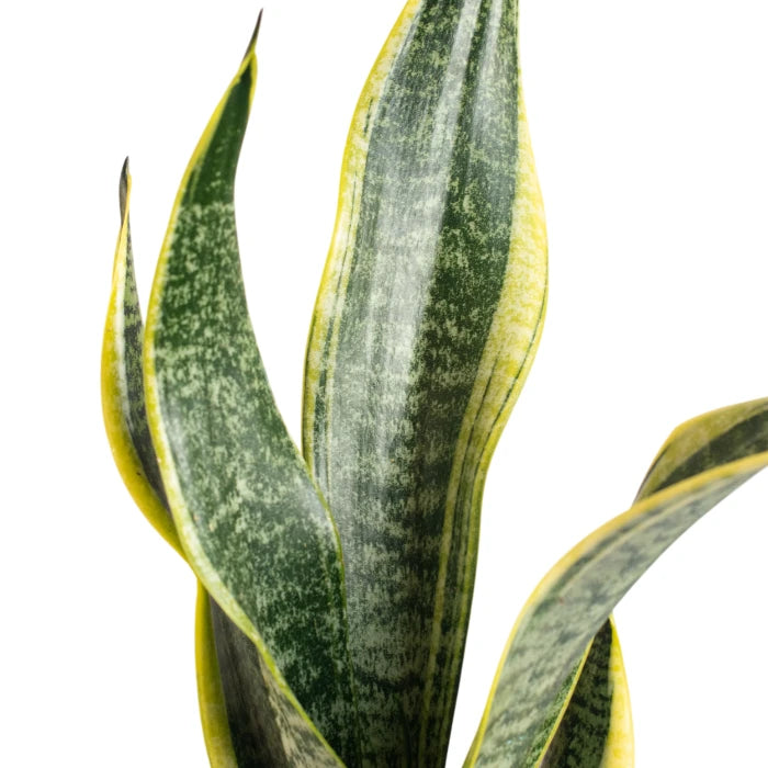 Sansevieria Golden Flame
