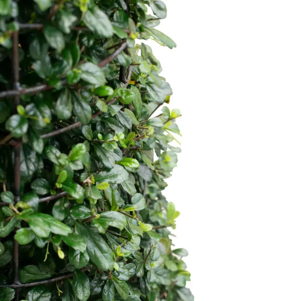 Green Sphere