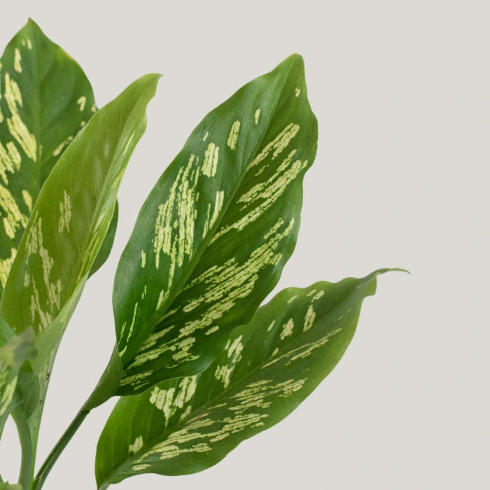 Dieffenbachia Emerald Streak