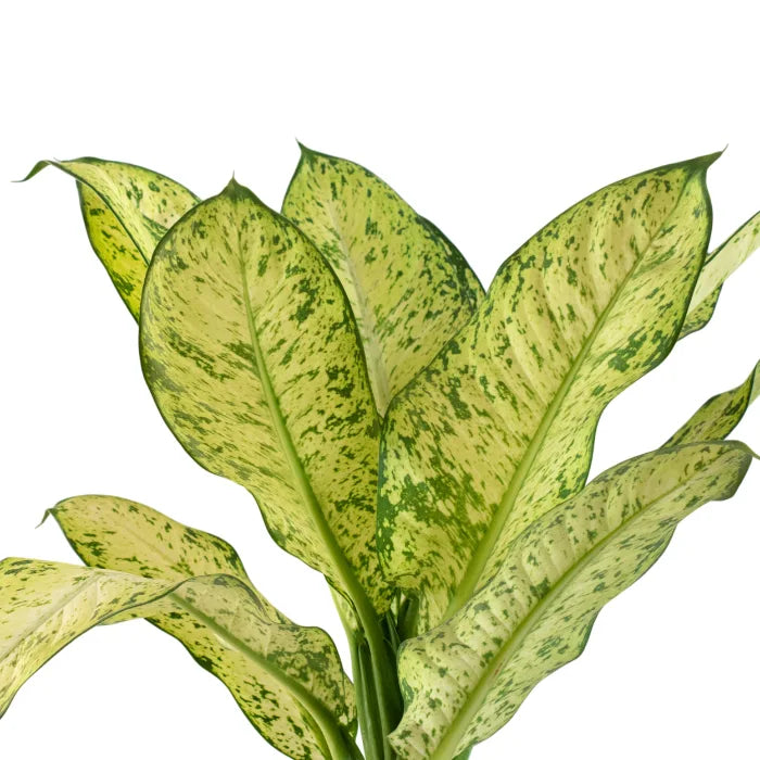 Dieffenbachia Sarah