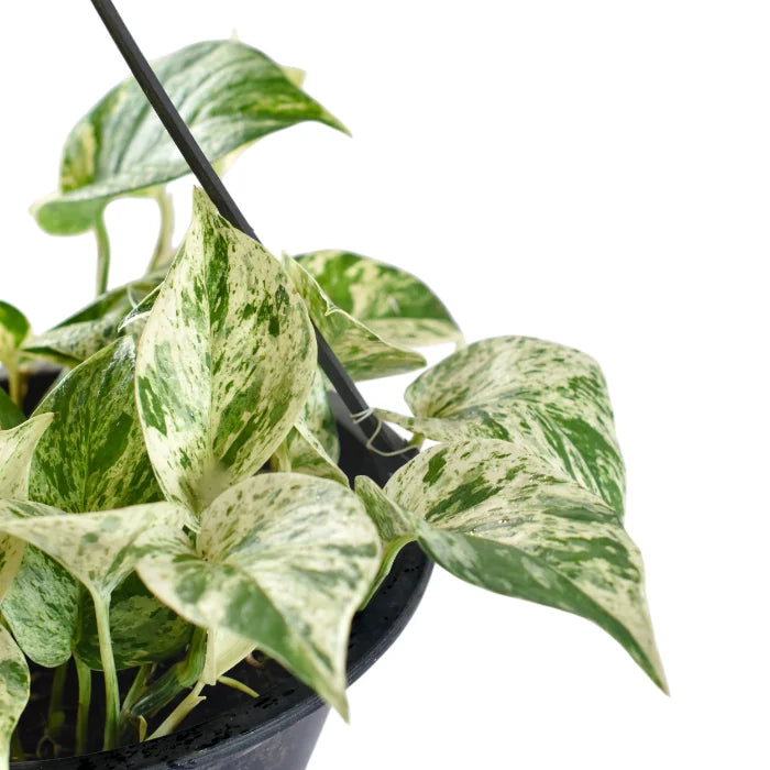 Epipremnum Marble Queen