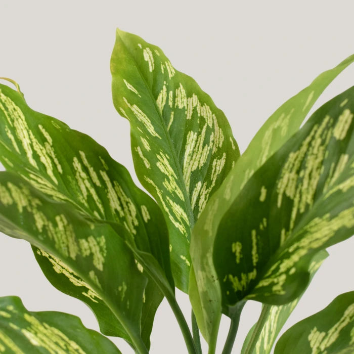 Dieffenbachia Emerald Streak