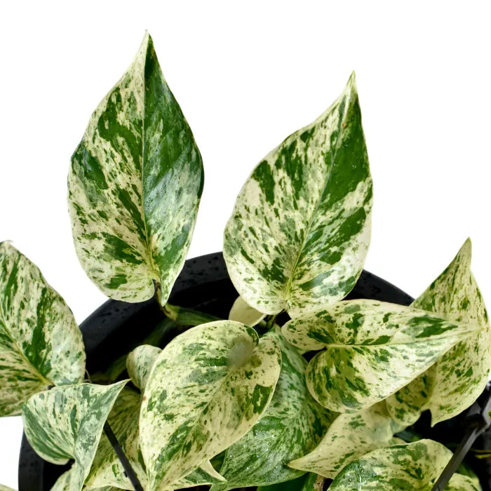 Epipremnum Marble Queen