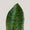 Whale Fin Sansevieria