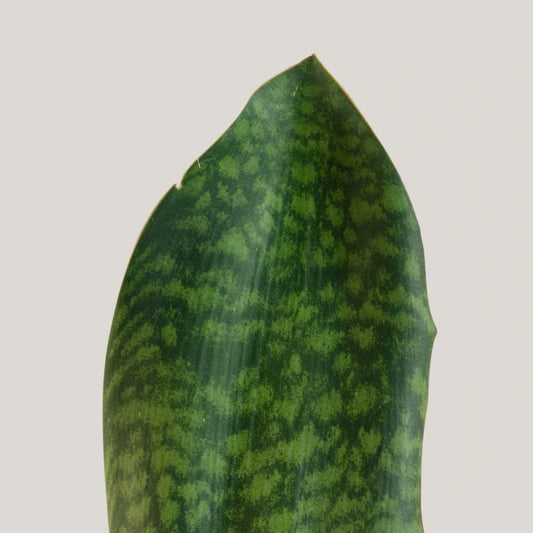 Whale Fin Sansevieria