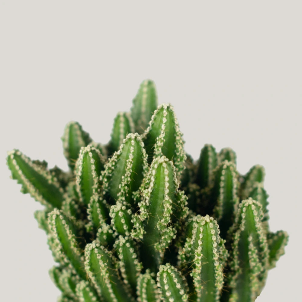 Fairy Castle Cactus