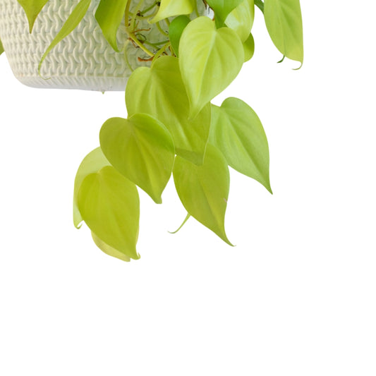 Epipremnum Neon