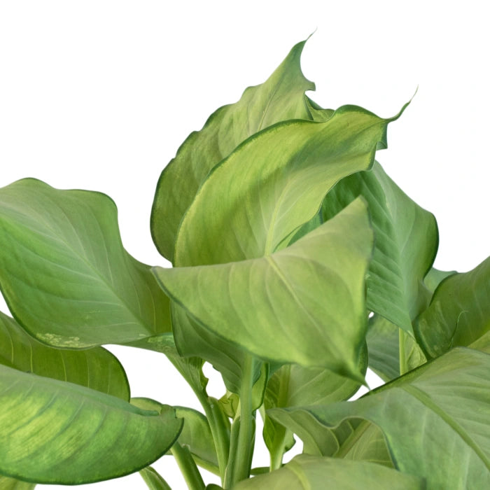 Dieffenbachia Lime Glow