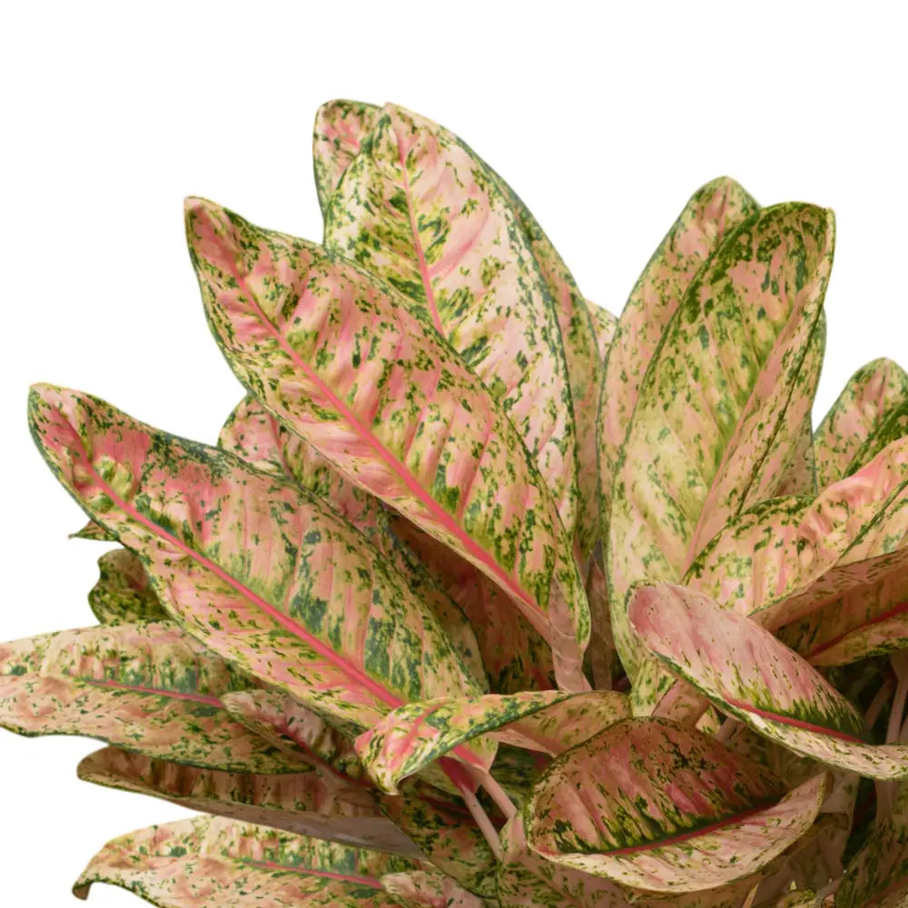 Aglaonema Dona Carmen Mutated