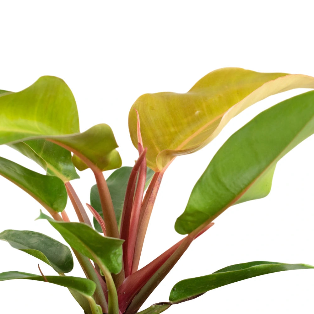 Philodendron Sunlight