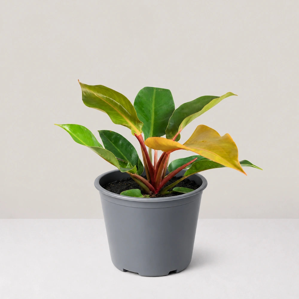 Philodendron Sunlight