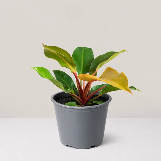 Philodendron Sunlight