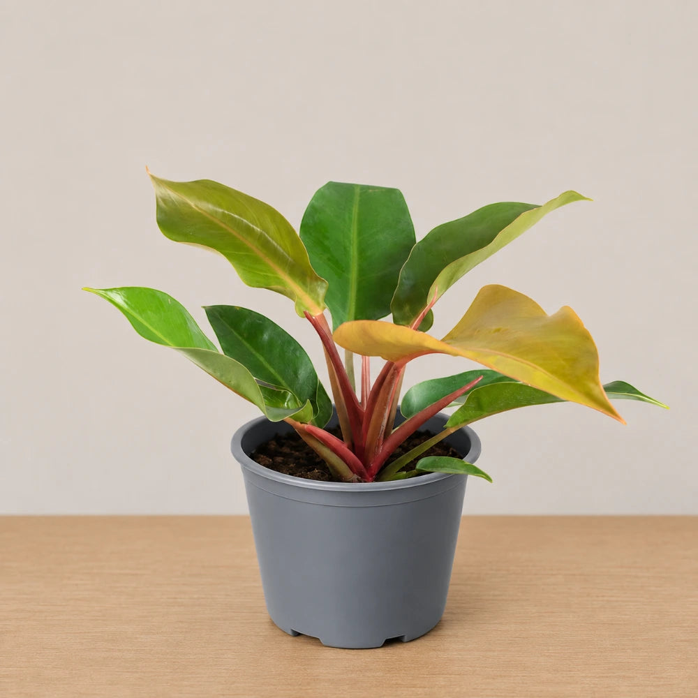 Philodendron Sunlight
