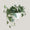 Philodendron Brandtianum
