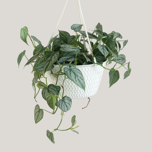Philodendron Brandtianum