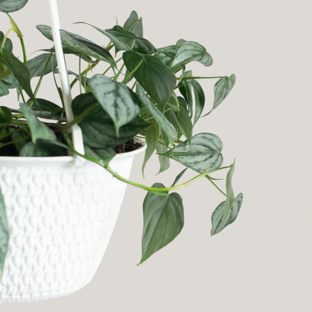 Philodendron Brandtianum