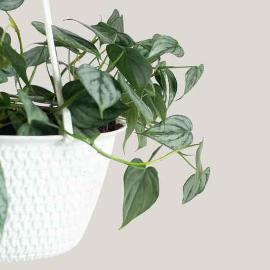 Philodendron Brandtianum
