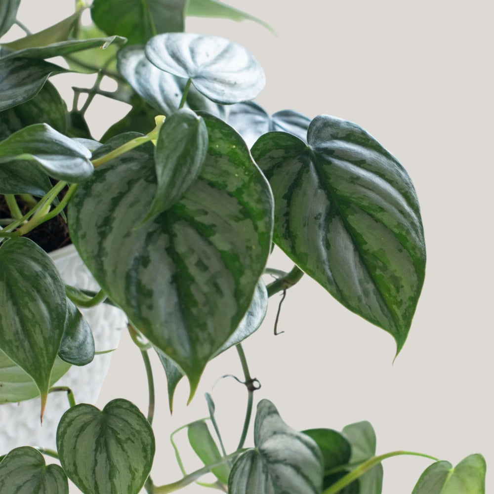 Philodendron Brandtianum