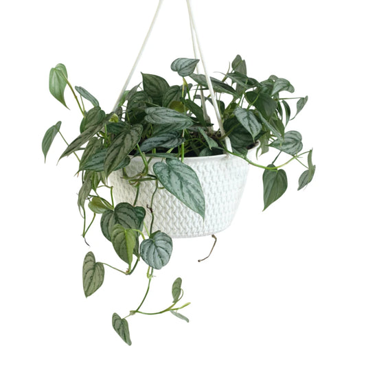 Philodendron Brandtianum