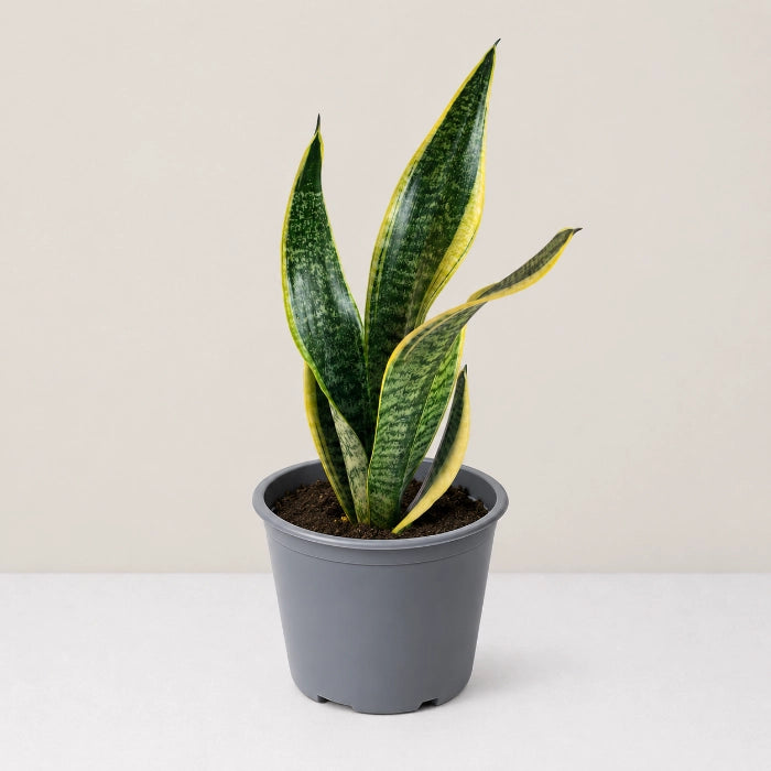 Sansevieria Golden Flame