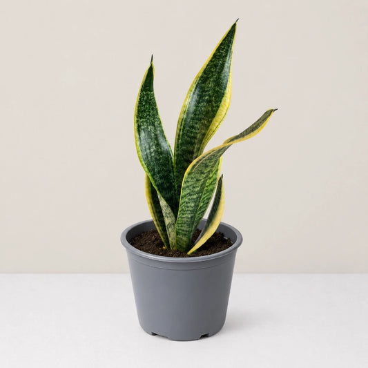 Sansevieria Golden Flame