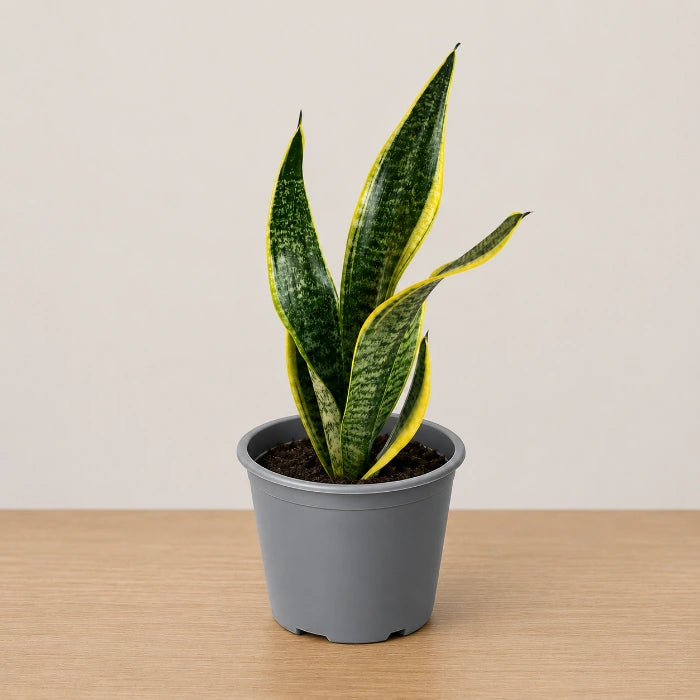 Sansevieria Golden Flame