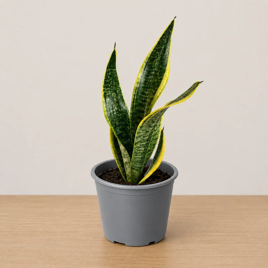 Sansevieria Golden Flame