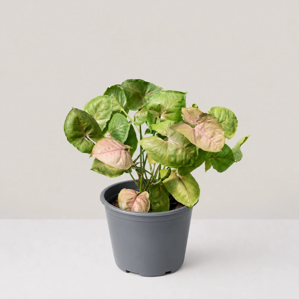 Syngonium Bold Allusion